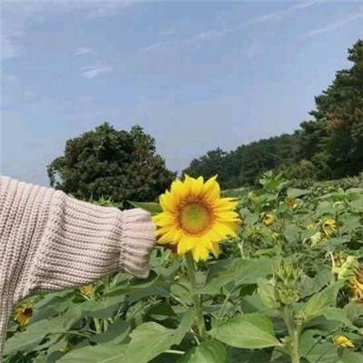 恋仙游戏官方版下载